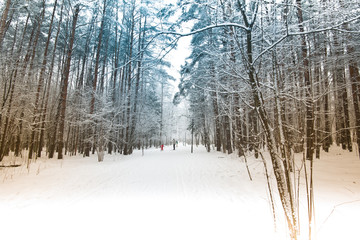Photo of winter snow forest