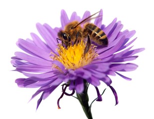 honey bee on violet flower isolated on white background