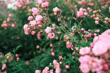 The pink roses and the green leaves. Flower composition. Juicy picture