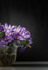 spring crocus in vase
