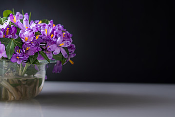 spring crocus in vase