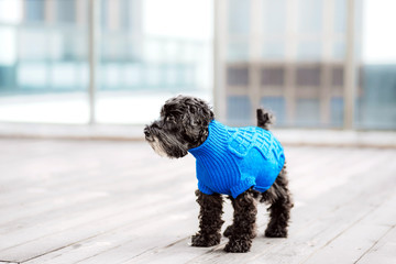 close up portrait of pretty sweet small little dog Miniature Schnauzer in pullover  outdoor dress,...