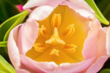 Fototapeta na wymiar Pistils in a flower of tulip, macro