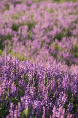 Obraz premium Mouse peas in the morning on a meadow