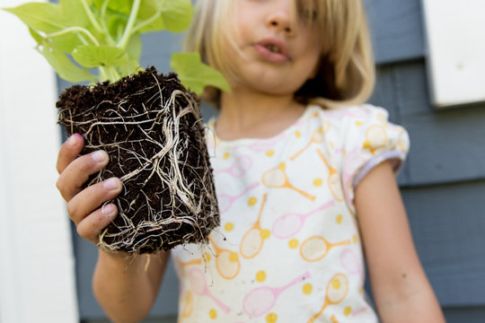 Girl holding sweet potato vine with exposed roots