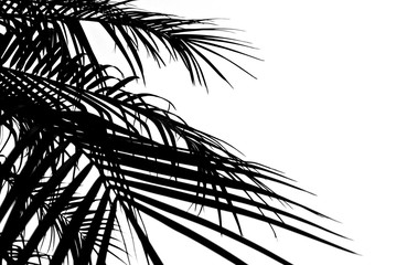 Obraz premium Palm Frond Fan Leaves