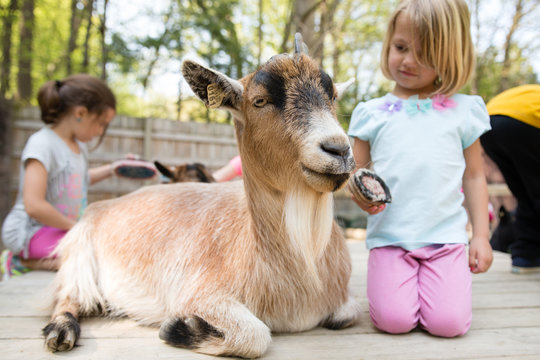 Girl grooming goat with brush at petting zoo