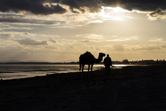 погонщик и верблюд в сумерках на берегу моря