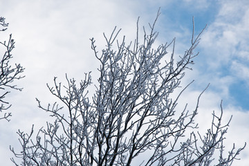 photograph of a detail of a tree with snow on branches