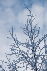 photograph of a detail of a tree with snow on branches