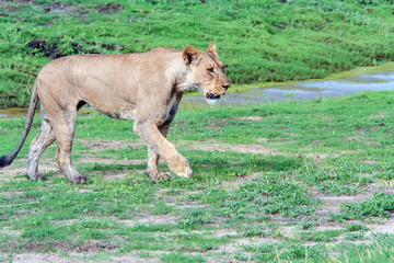 Lioness (Panthera leo) Walking in Green Grass