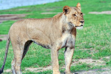 Lioness (Panthera leo) Walking in Green Grass
