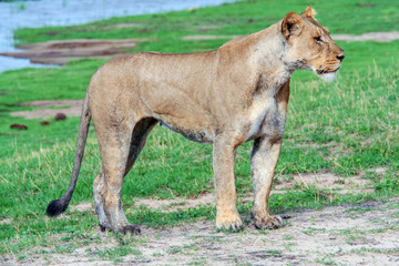 Lioness (Panthera leo) Walking in Green Grass