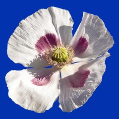 Detail of flowering poppy or opium poppy