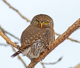 Northern Pygmy Owl