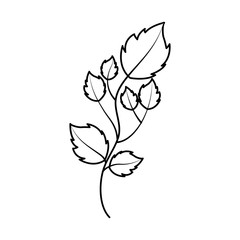 leafs plant natural icon vector illustration design