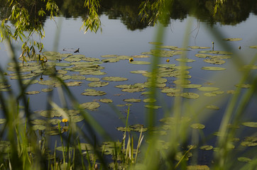 Water Lily