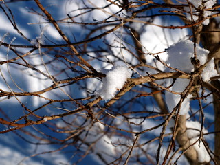 Schneebaum