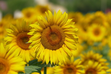 Fototapeta premium Sonnenblumen