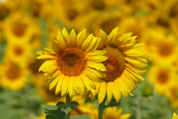Schöne Sonnenblumen