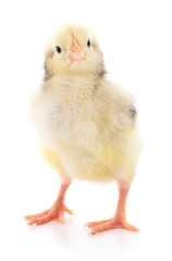 Small yellow chicken.