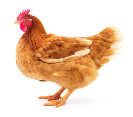 Brown hen isolated.