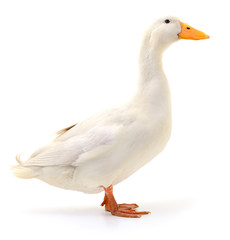 Duck on white.