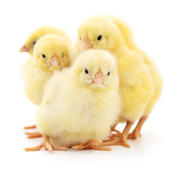 Five yellow chickens.