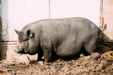 Household A Large Black Pig In Farm. Pig Farming Is Raising And Breeding Of Domestic Pigs