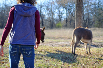 Girl in hoodie vest with mini donkeys on rural farm.  Great agriculture background with grass and trees visible.