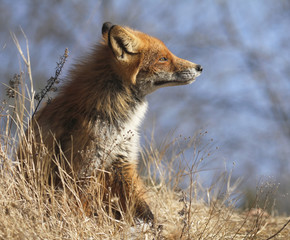 Young urban fox in Turku, Finland.