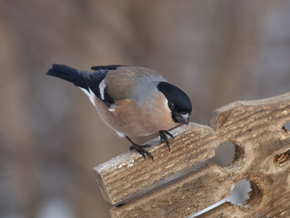 bullfinch sitting on a branch