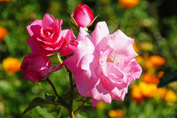 Obraz premium blütenzweig einer rosa, gefüllten rose. eine blüte ist vollaufgeblüht, drei blütenknospen sind in unterschiedlichen stadien ses aufblühens, bokeh, makro
