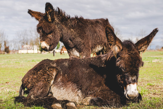 donkey mother and little puppy