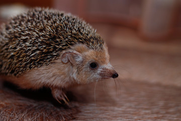 Hedgehog lives at home