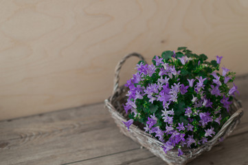 Wicker basket is made from grapevine with beautiful purple Campanula portenschlagiana. The mass of bell-shaped violet colored blooms on a light wood background. Little flowers are so delicate.