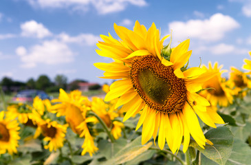 Sunflower field in summer season