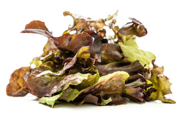 Dunkle Salatsorten 