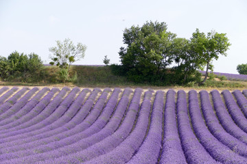 Fototapeta na wymiar Lavendelfelder