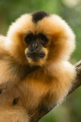 Closeup of Orange Monkey