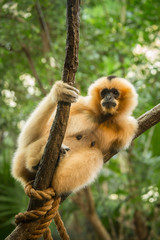 Orange Monkey in Tree