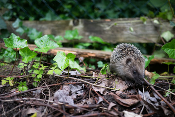 Igel