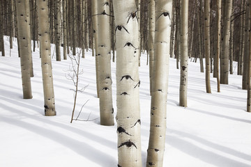 Aspen trees in snow, Aspen, Colorado