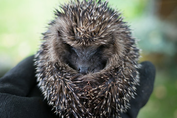 Igel
