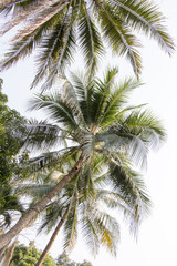 Fototapeta na wymiar group of coconut and blue sky ,coconut make dessert and food