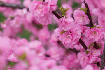 Fototapeta premium Sakura flower or cherry blossom with beautiful nature background