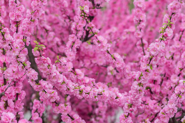 Sakura flower or cherry blossom with beautiful nature background