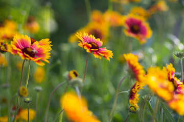 Red yellow flowers in a garden