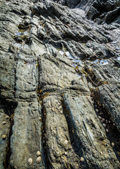 The texture of the underwater rocks at low tide.