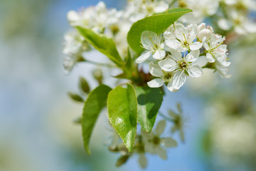 Spring flowers on a tree branch